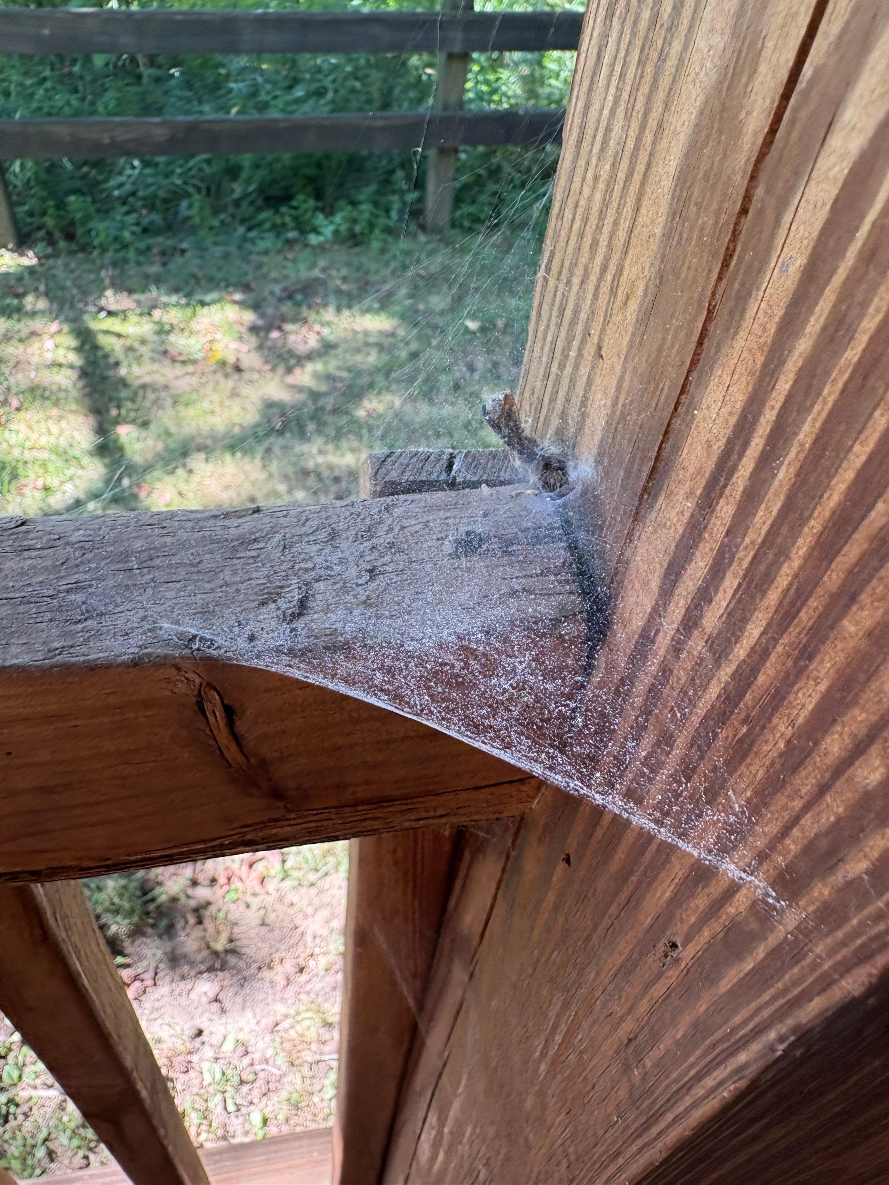 Cobwebs everywhere 