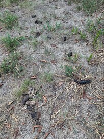 backyard littered with dog mess