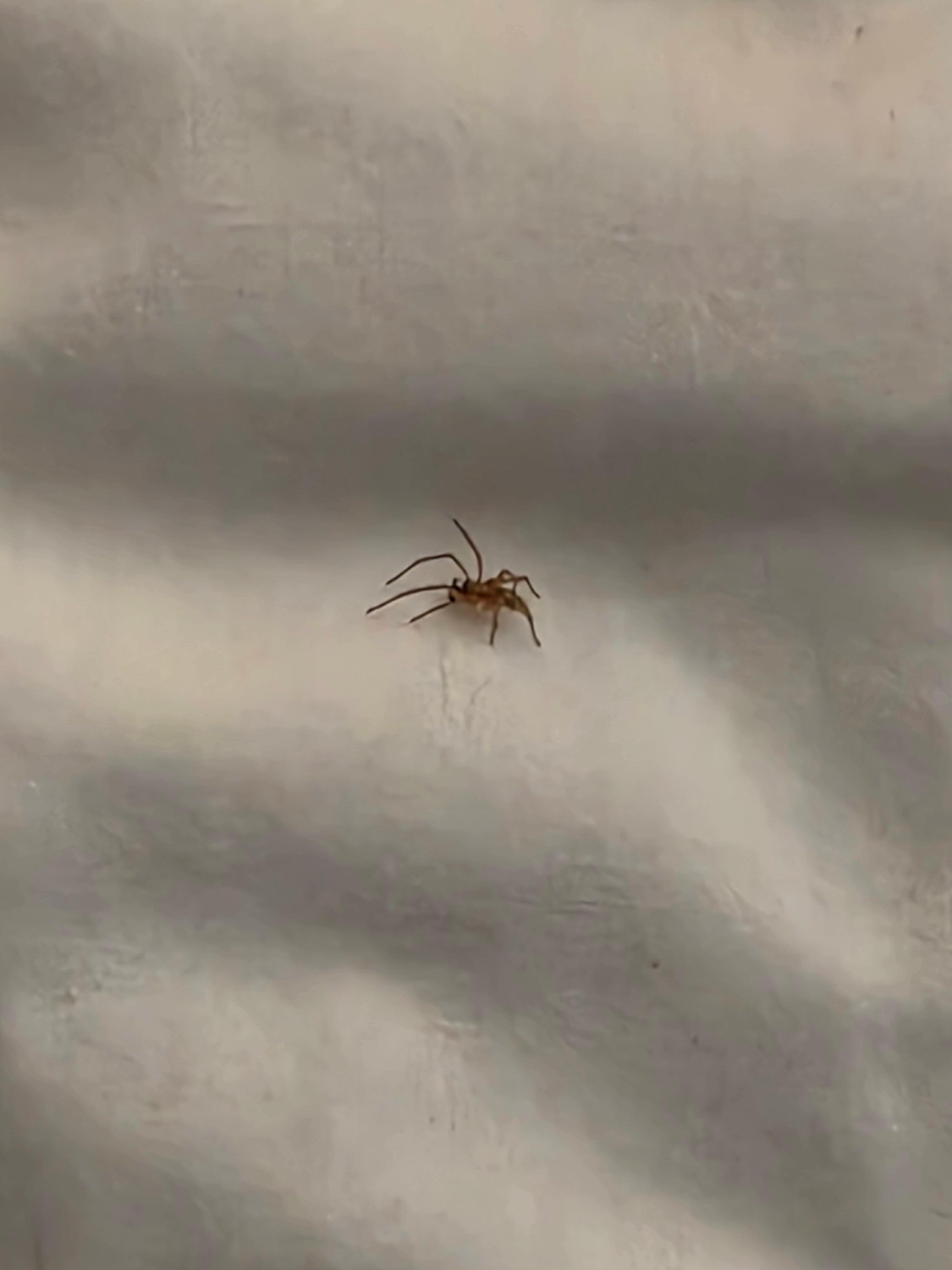 This is what I found when I pulled the covers back... my back still itches... couldn't sleep from that point... slept in the chair, took it to the management and they gave 5k points but I'm never staying at a best western again