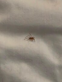 This is what I found when I pulled the covers back... my back still itches... couldn't sleep from that point... slept in the chair, took it to the management and they gave 5k points but I'm never staying at a best western again
