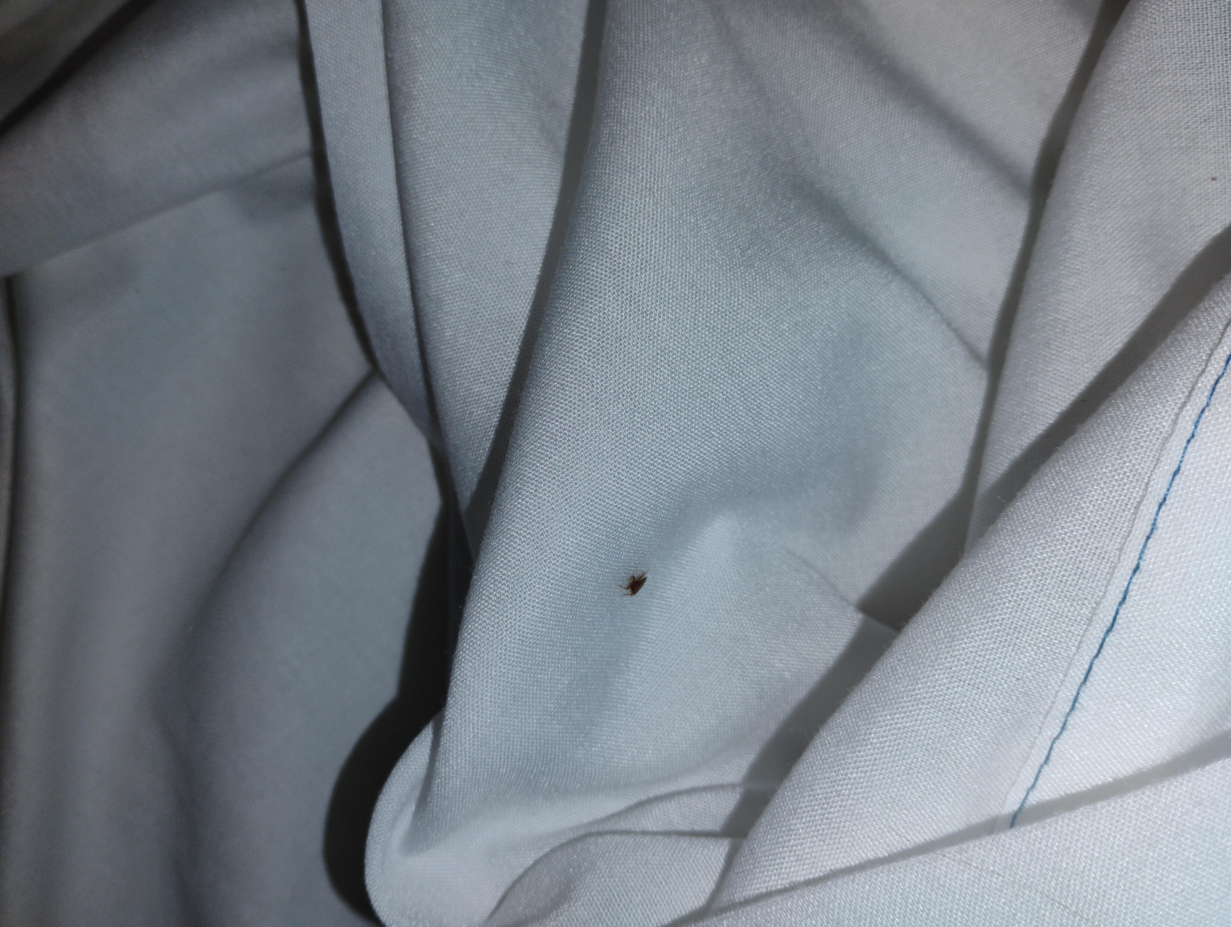 Here you can see an adult bed bug