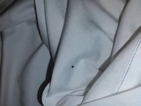 Here you can see an adult bed bug