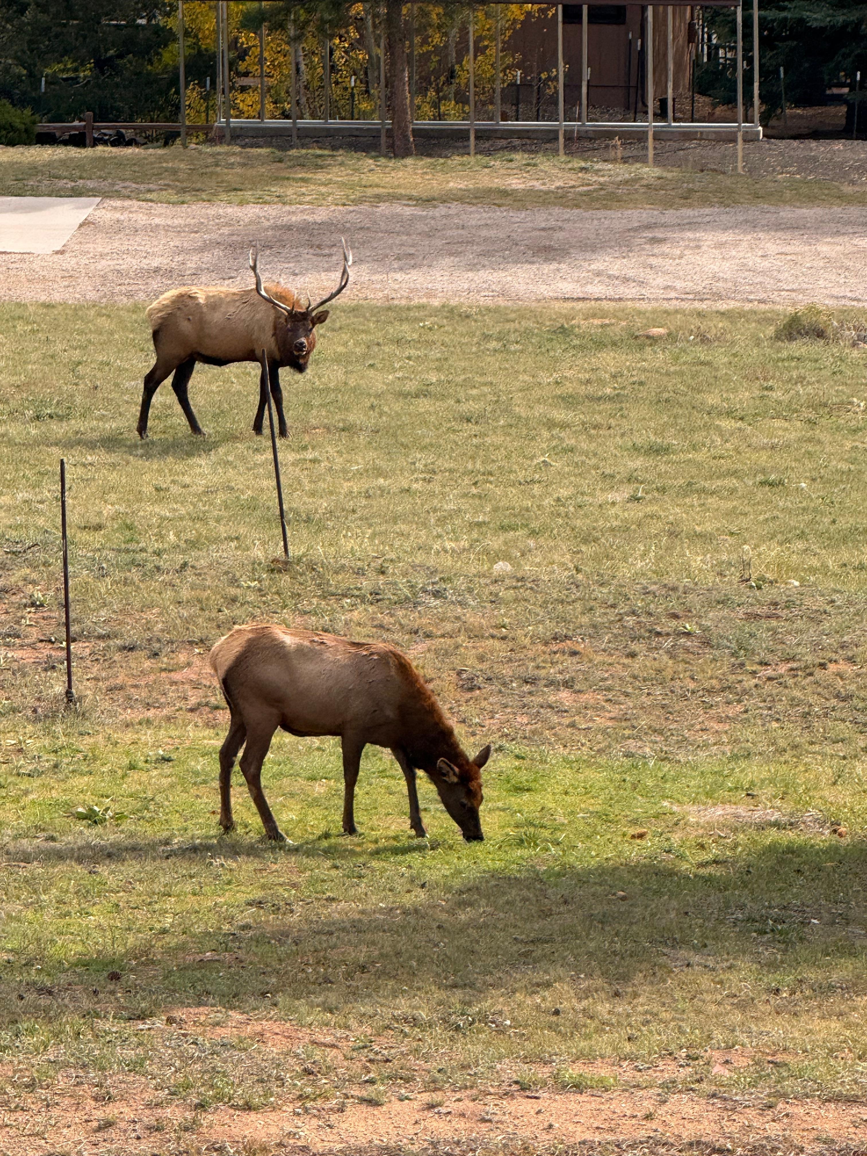 Just the Elk out back.
