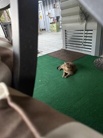 A visitor dropped by a couple of times