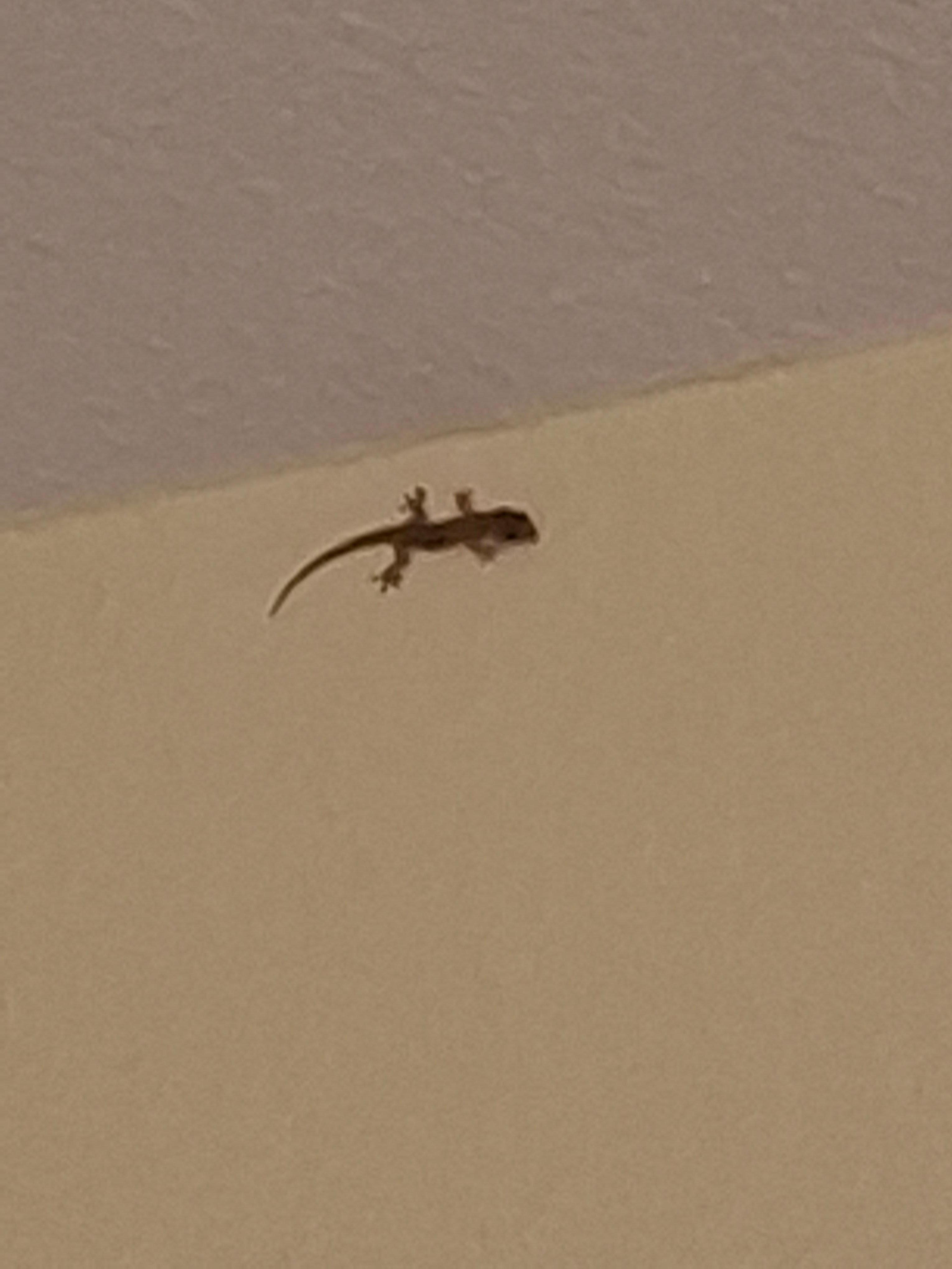 Estaba en la pared de la segunda recamara, que nos dieron.