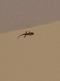 Estaba en la pared de la segunda recamara, que nos dieron.