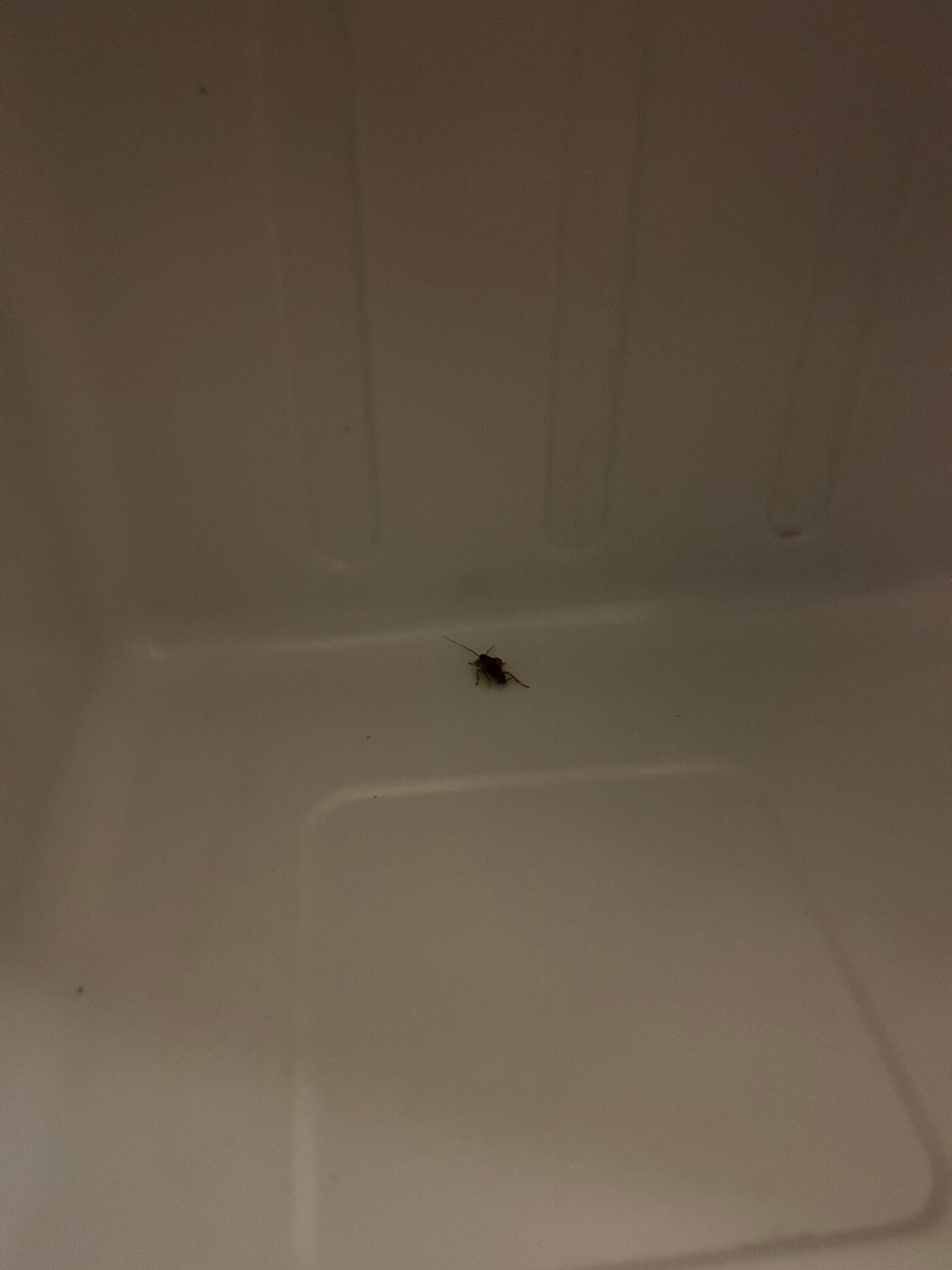 Bug in mini fridge