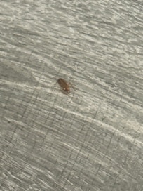 Roach