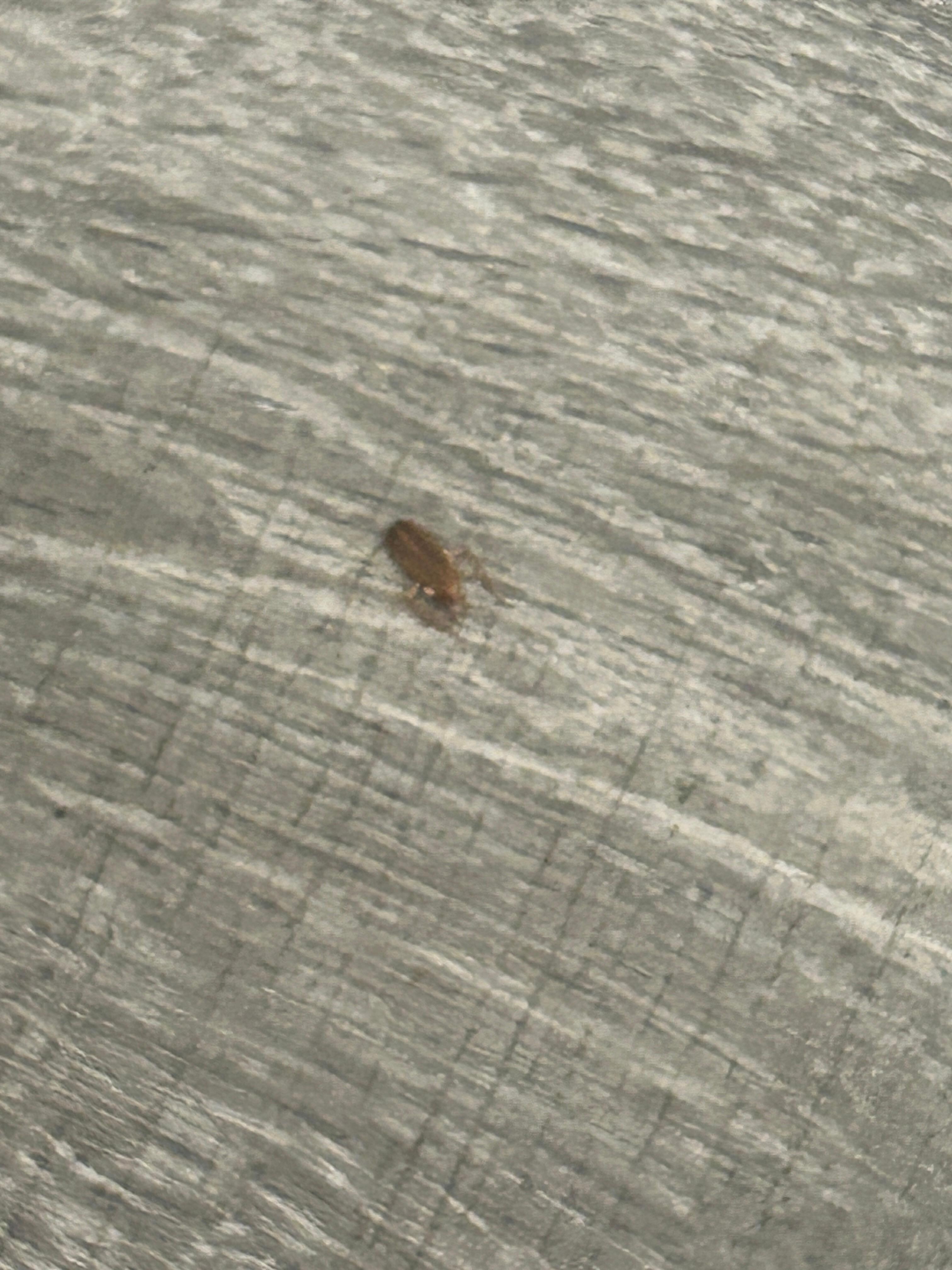 Roach 