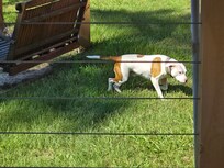 Dog playing in large yard