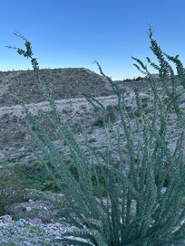 Ocotillo cactus