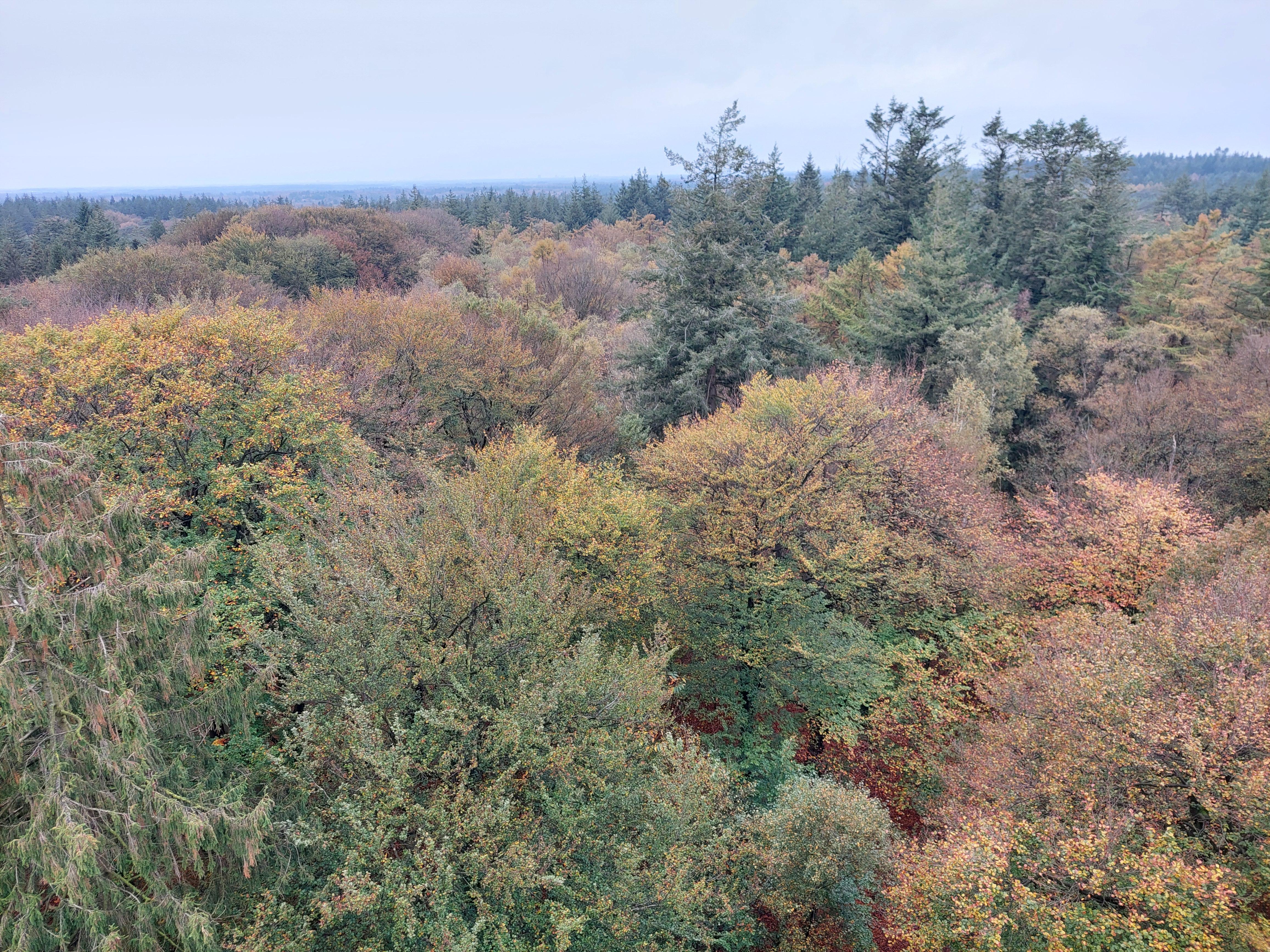 Prachtige (Kaapse) bossen