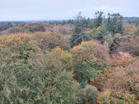 Prachtige (Kaapse) bossen