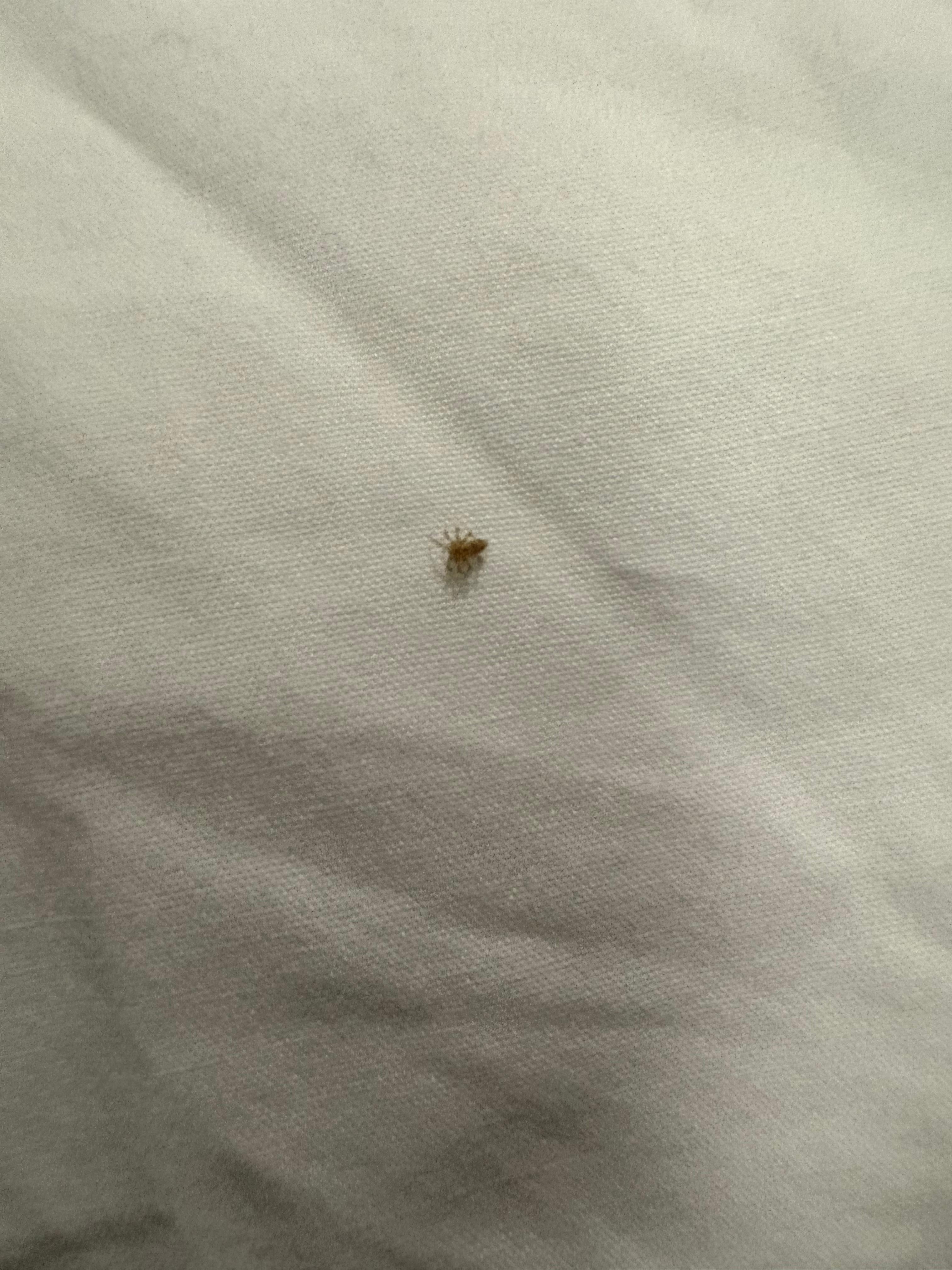 Spider on bed upon arrival 