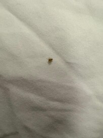Spider on bed upon arrival