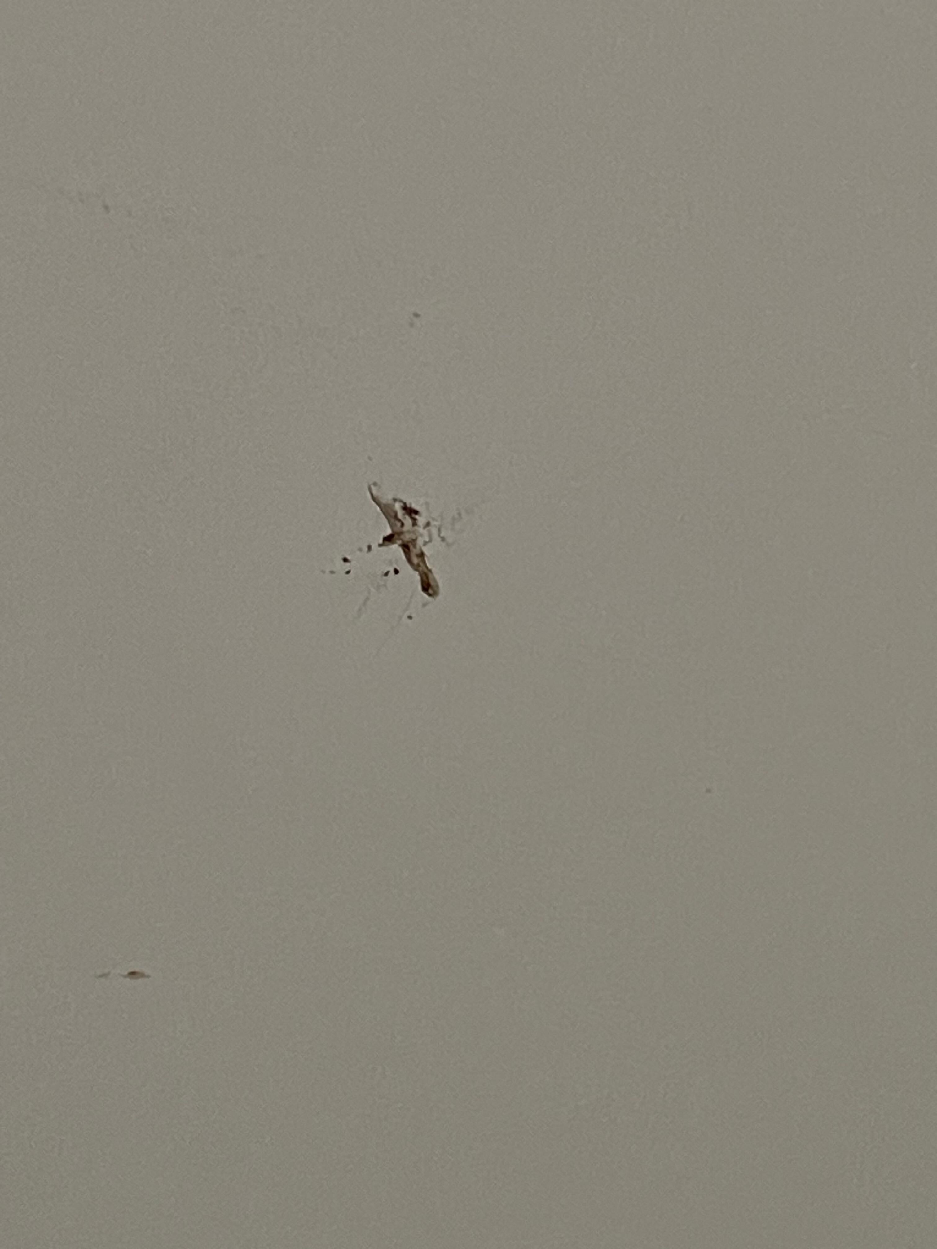 Bug splatter on walls
