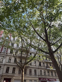 The neighborhood, with so many beautiful trees!