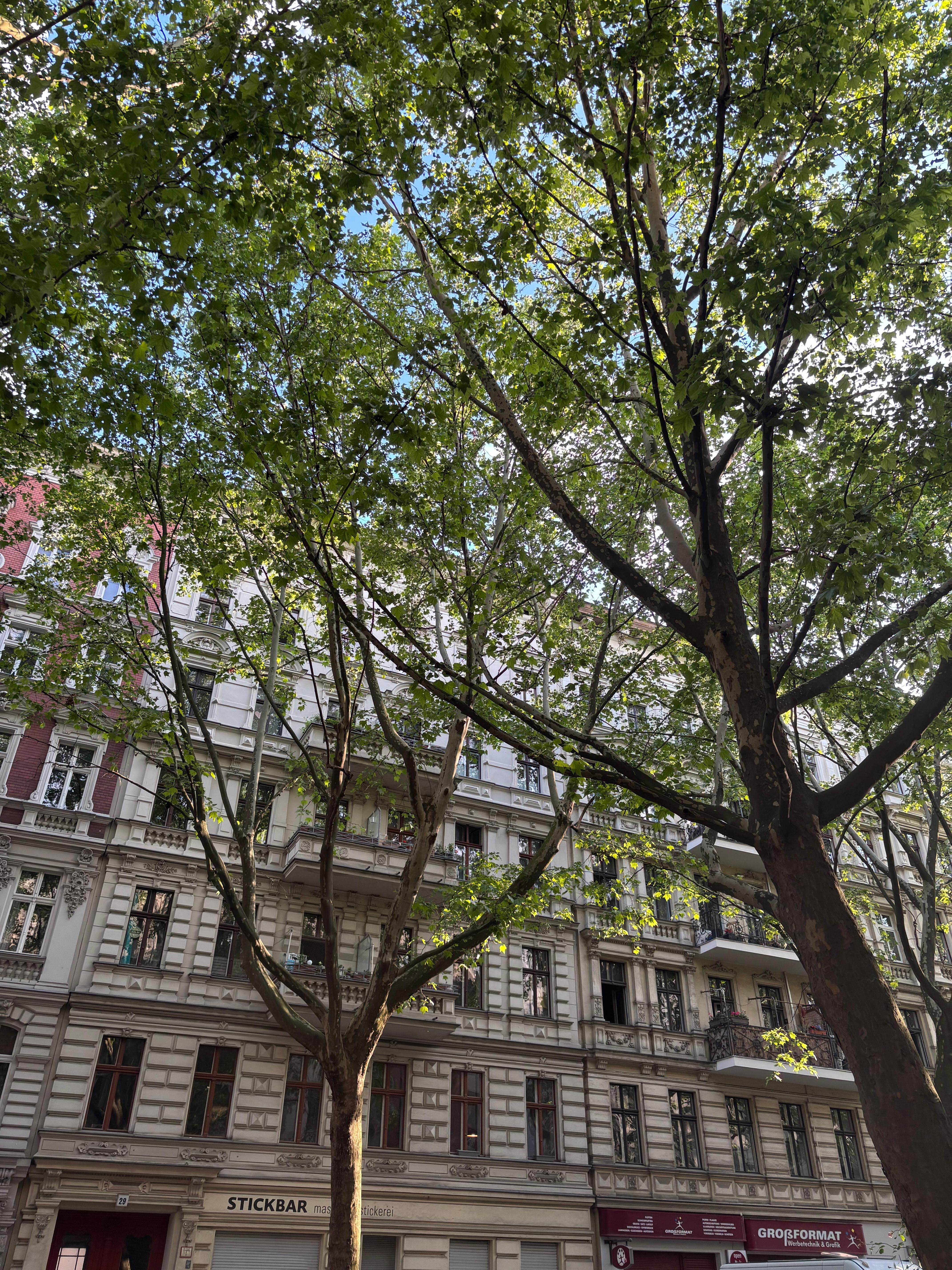 The neighborhood, with so many beautiful trees!