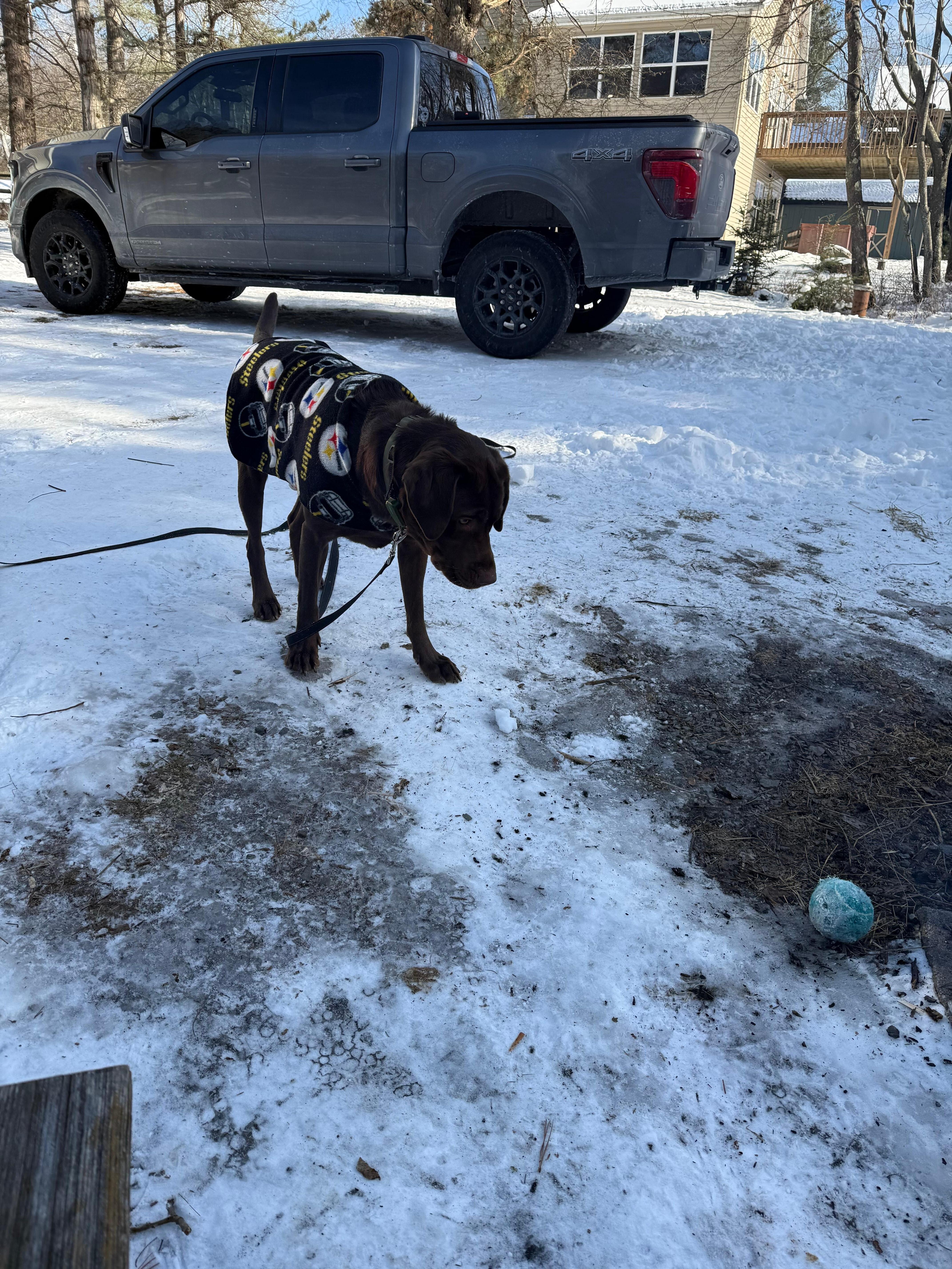 Chip loving the snow! 