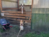 Our pup found a new friend.