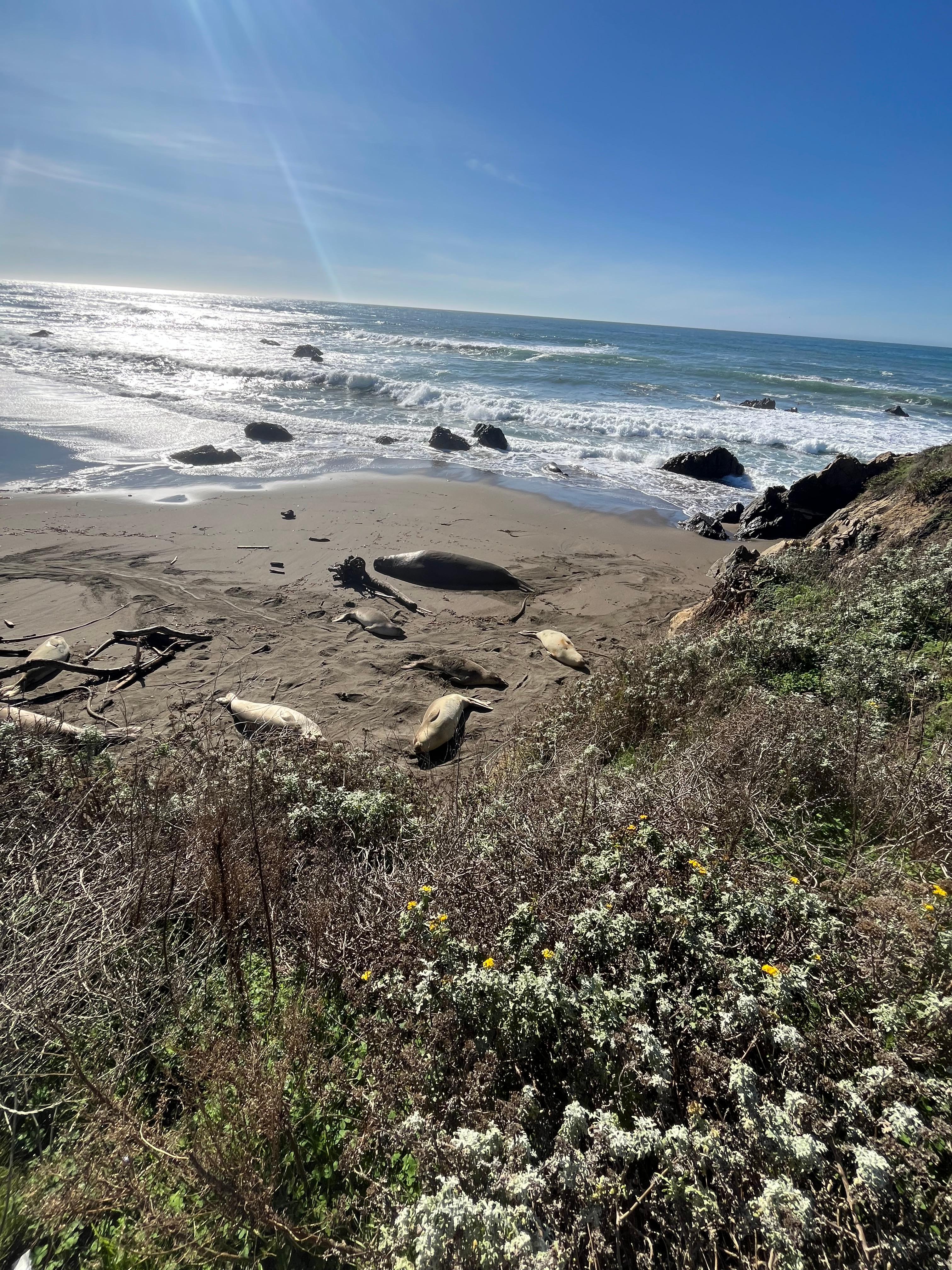 Elephant seals