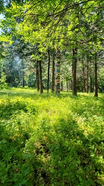 Over an acre of Sierra Nevada beauty.
