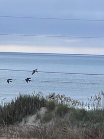 Zoomed in from the top deck of the public access dunes