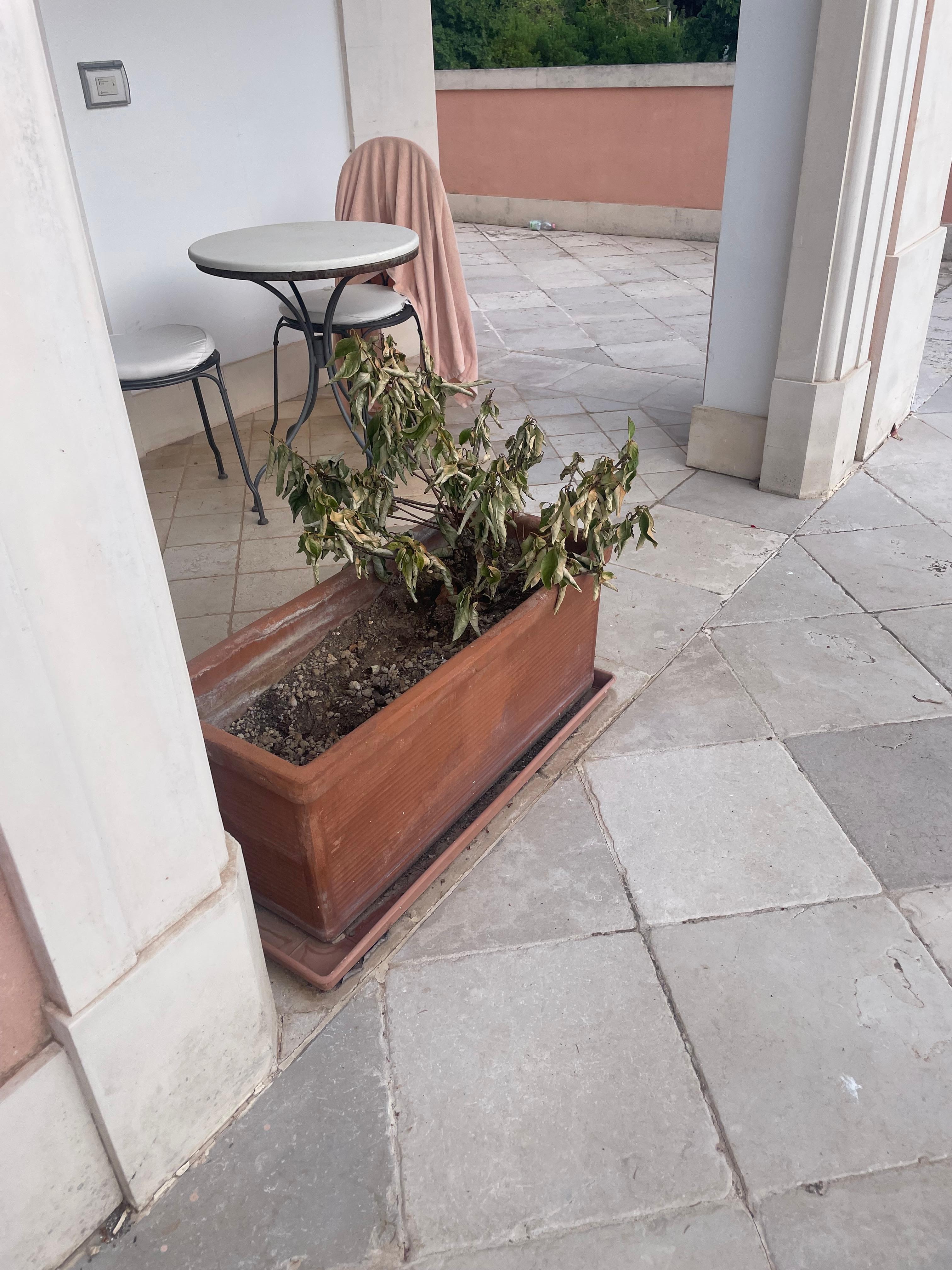 Plantes non arrosées