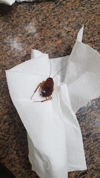 Found on bathroom floor, luckily no others and no bedbugs.