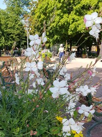 Blomsterdekorationer på Esplanaden