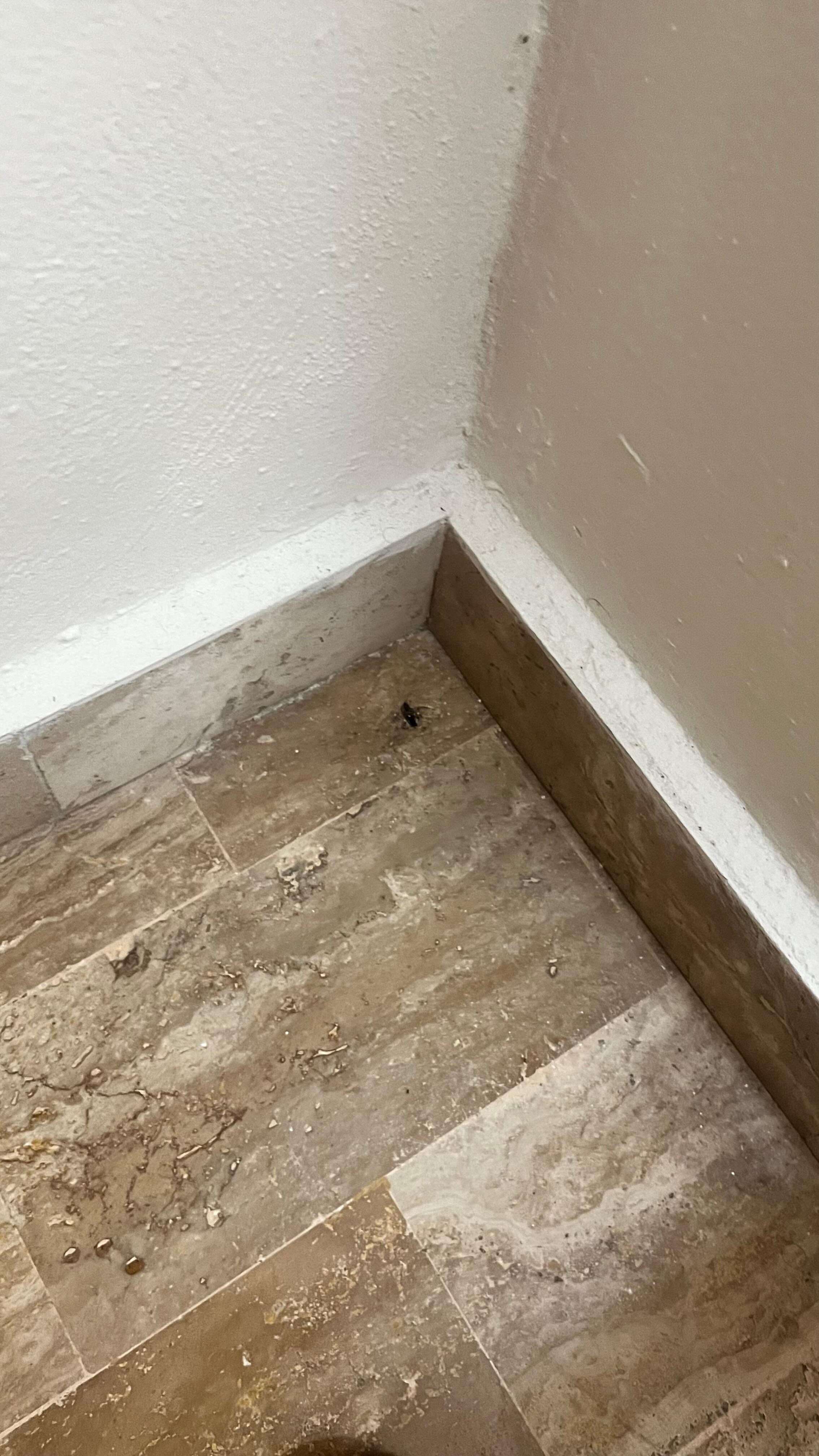 Cucatachas en la habitacion 