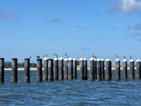 Pelicans out on the Columbia River fish trap pilings.