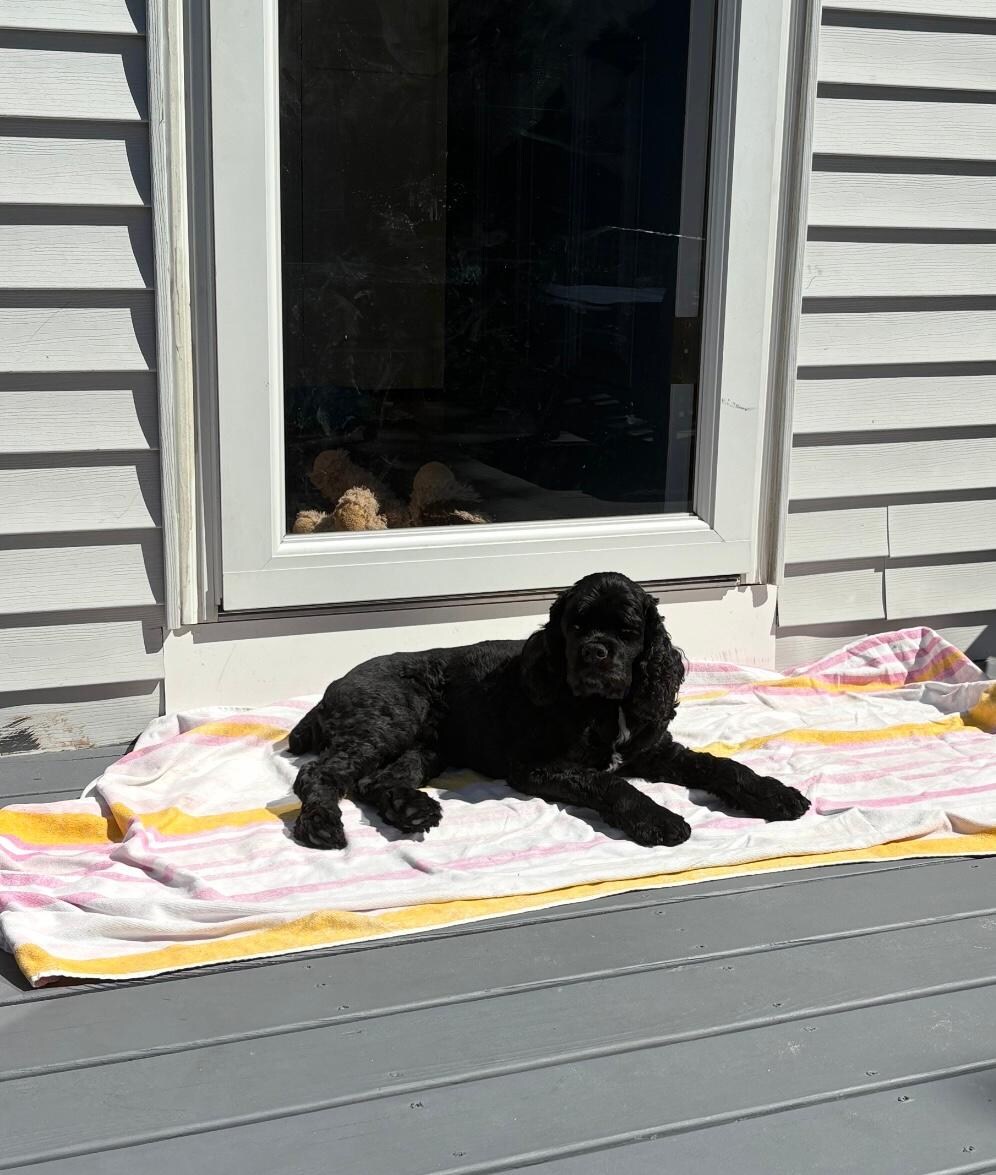 My dogs loved hanging out on the deck while I had my coffee each morning!