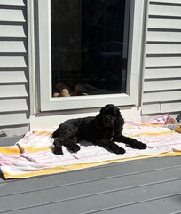 My dogs loved hanging out on the deck while I had my coffee each morning!