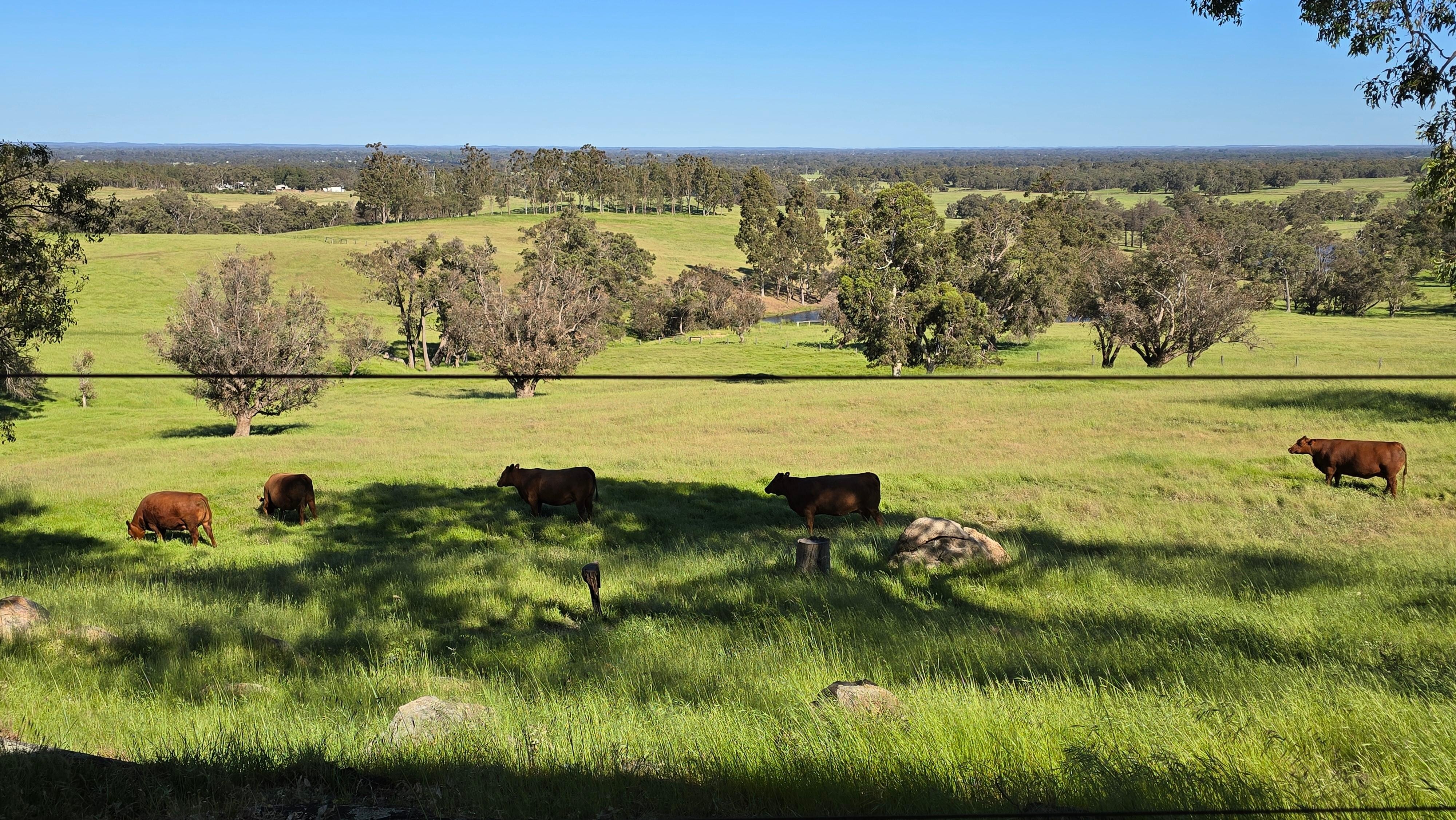 Morning view from the cabin