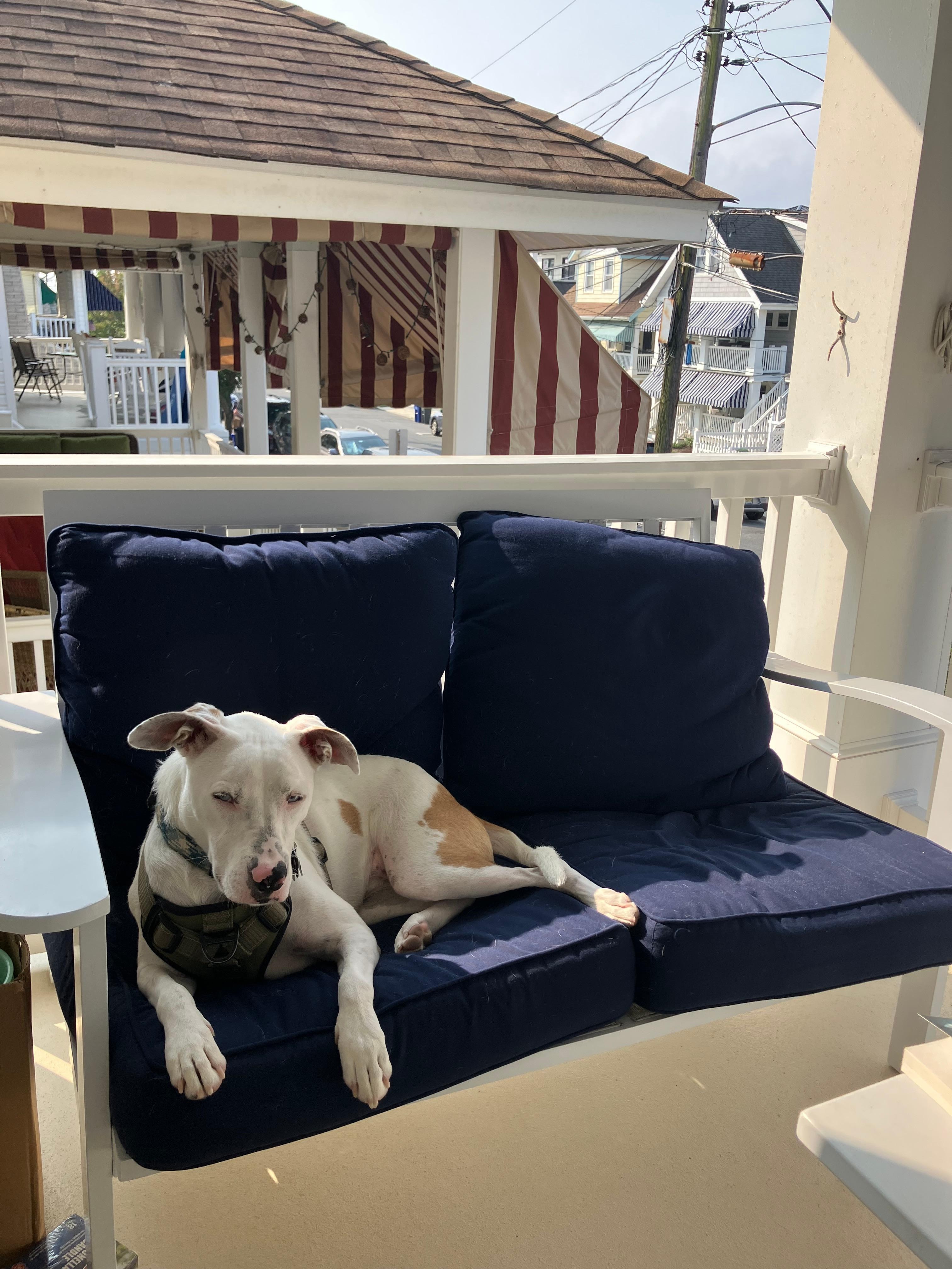 Our dog loves a porch with an ocean breeze