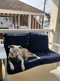 Our dog loves a porch with an ocean breeze
