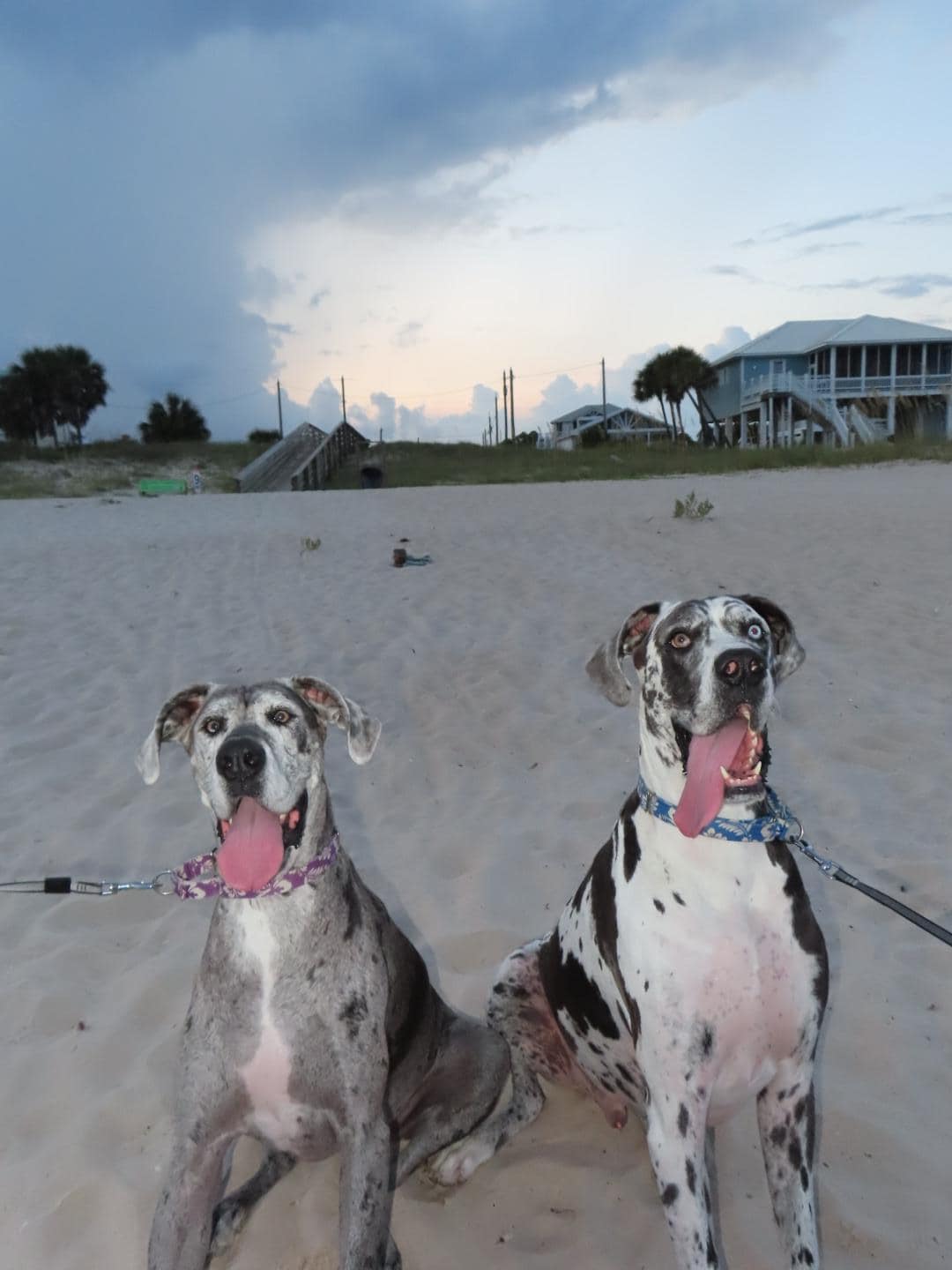 Blue & Violet approve