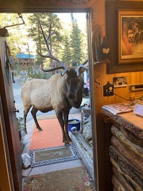 Meet and greet! Great and first encounter with the local wildlife.