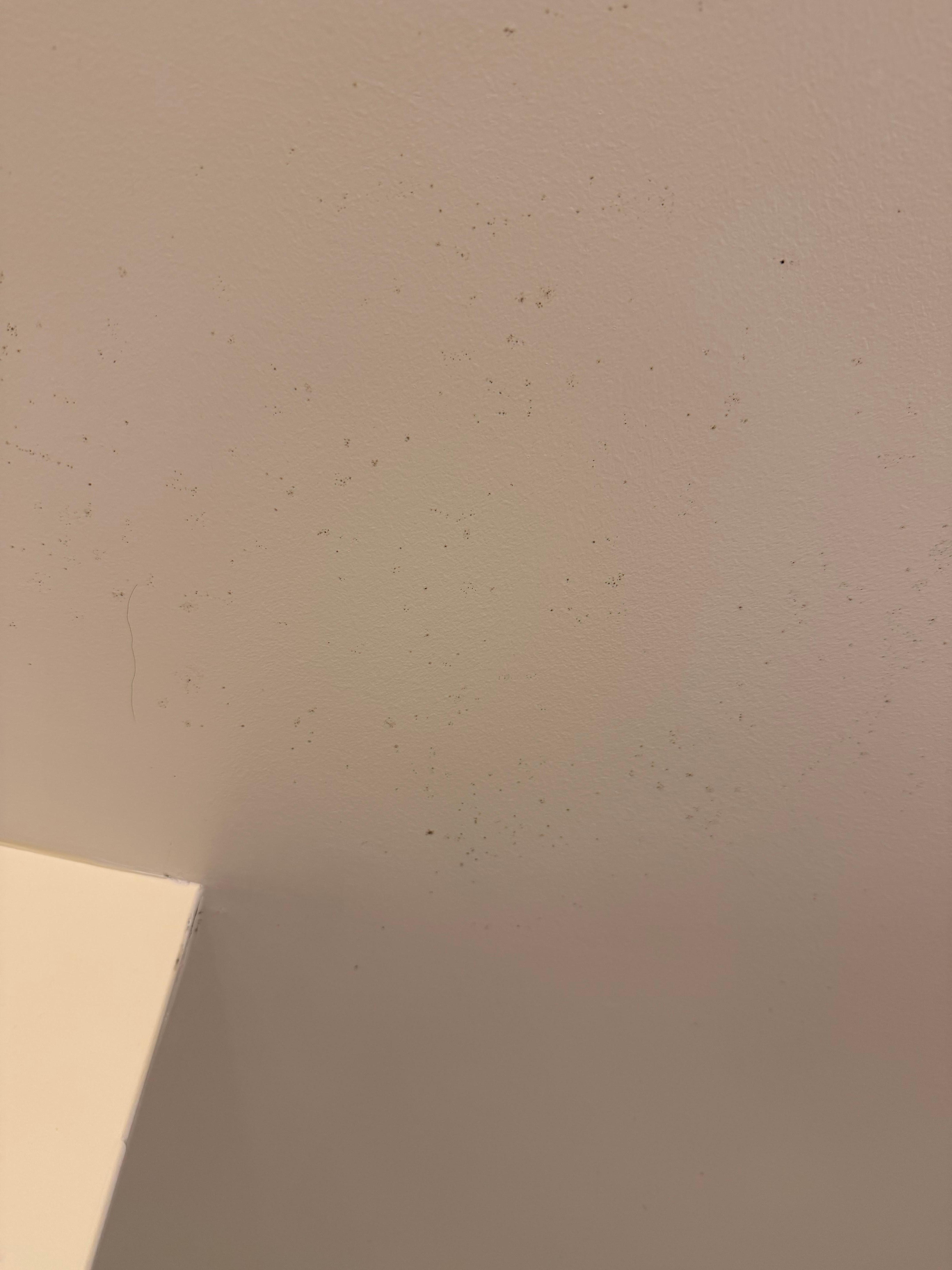 Mold on ceiling 