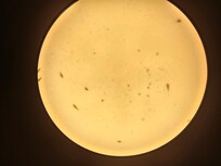 Live silverfish in bathroom light fixture