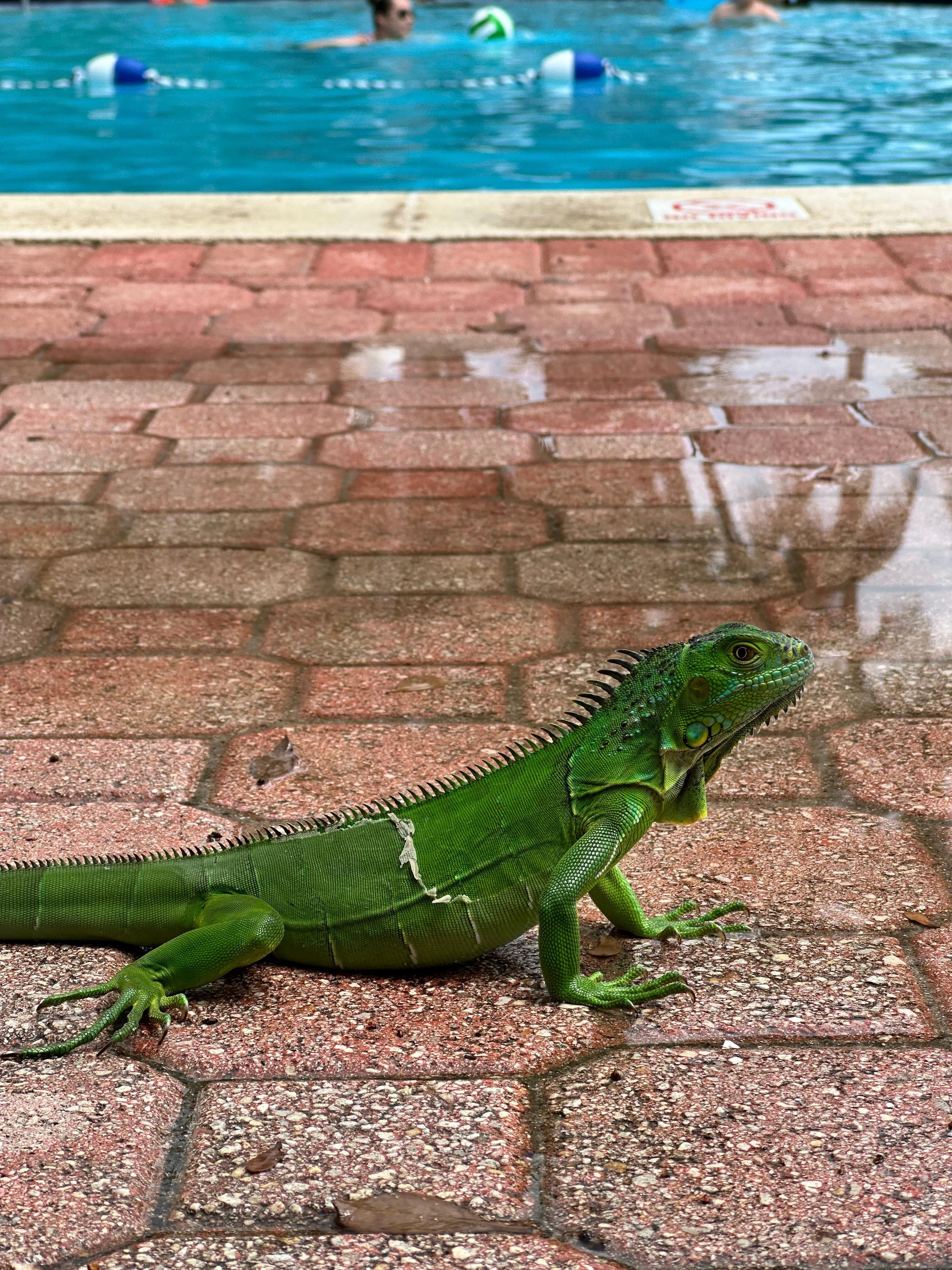 the Iguana of the Hotel