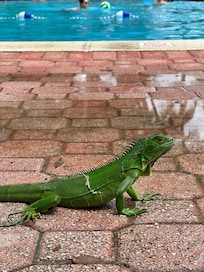 the Iguana of the Hotel