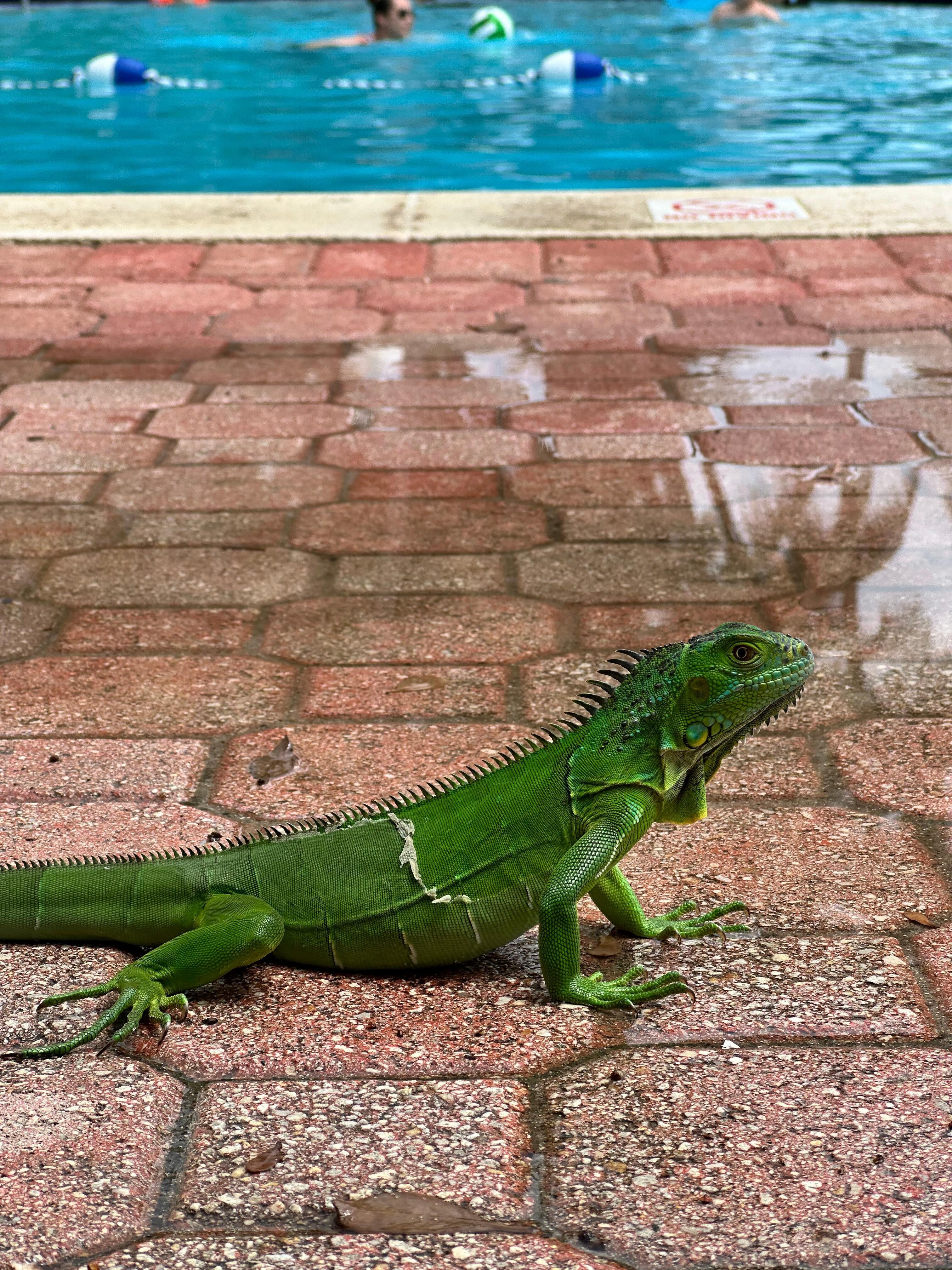 the Iguana of the Hotel 