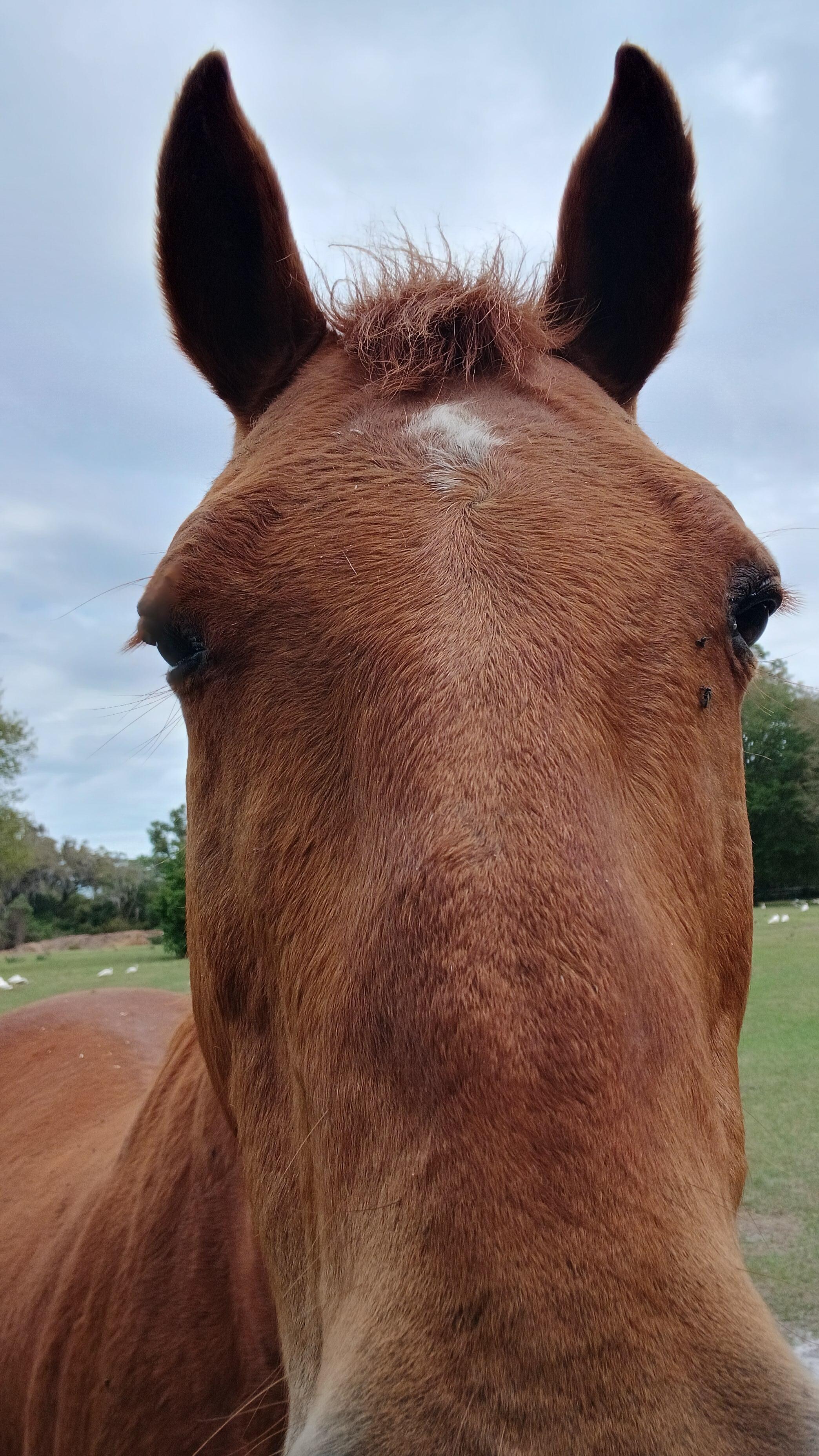 Horse selfie!