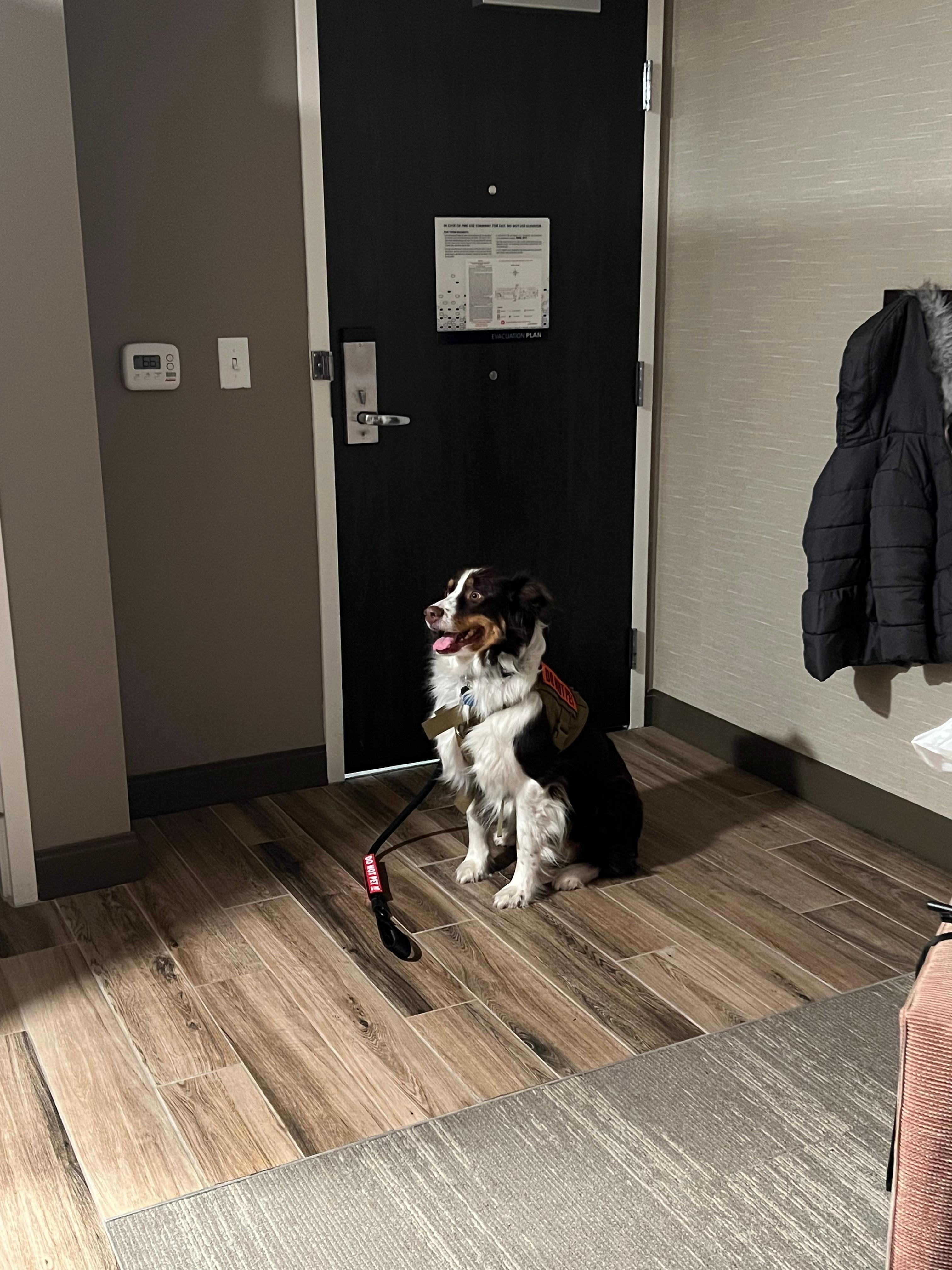 Our pup feeling comfortable 