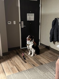 Our pup feeling comfortable