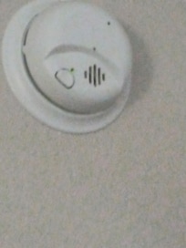 Roaches crawling on the smoke detector