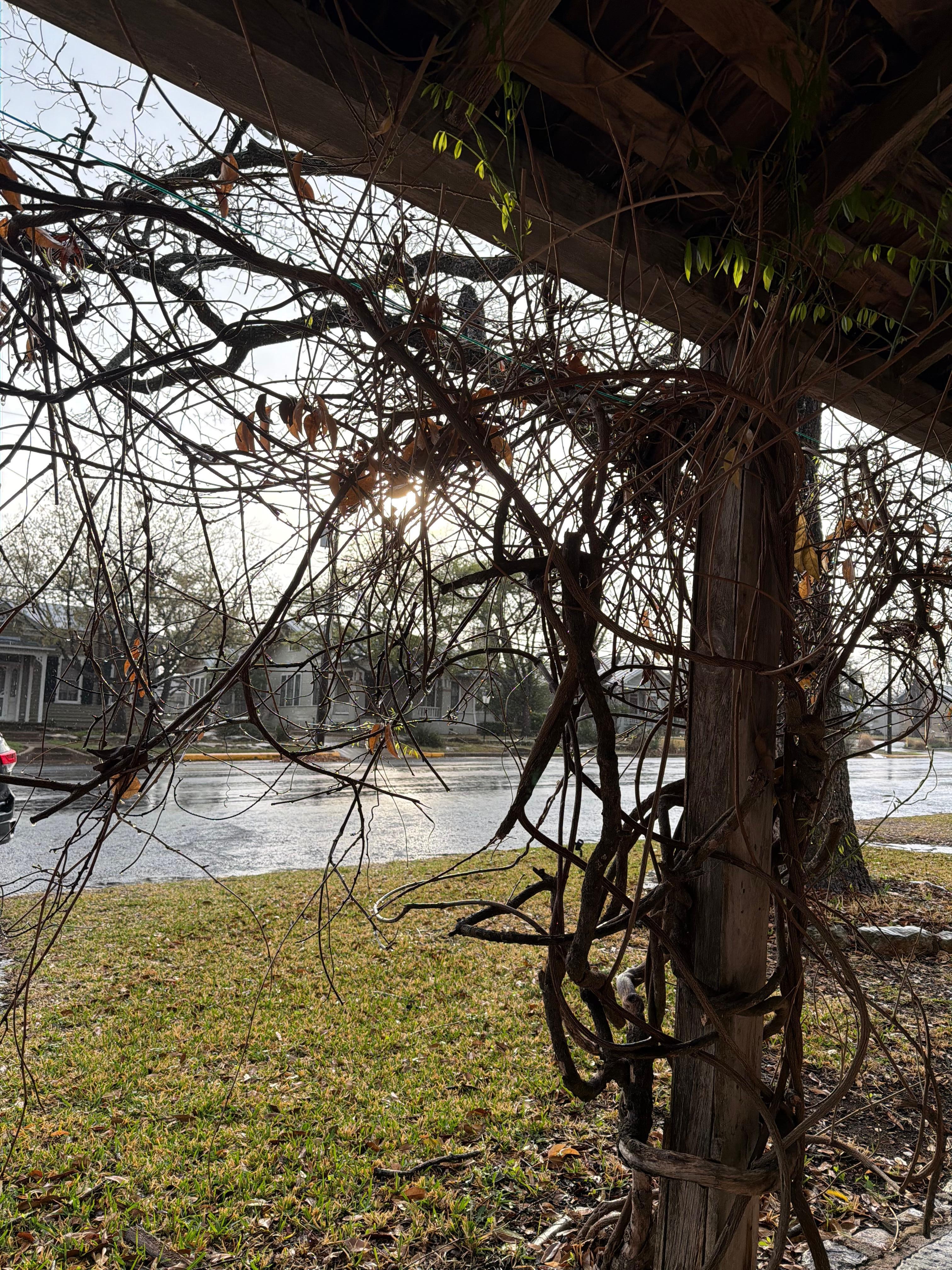 Front porch -wisteria will be gorgeous when in bloom
