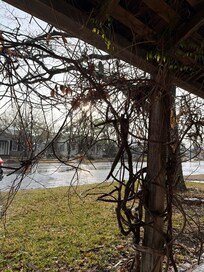 Front porch -wisteria will be gorgeous when in bloom